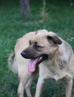 Luna ihrem Schicksal überlassen - Geilenkirchen