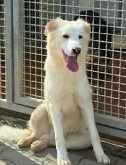 GAIO - seine 2. Chance beginnt jetzt - Regensburg