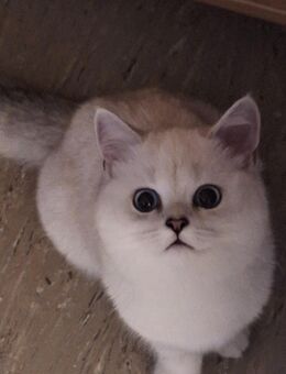 BKH Katze mit Blau Augen - Forchheim (Bayern)