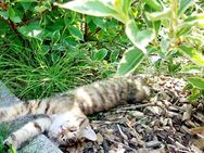 Maine Coon Mädchen 3 farbig - Dingolfing