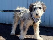 Taily sucht liebe Hunde-Eltern ✨ - Spenge