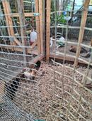 1 Paduaner Zwerg Hähnchen in 46499