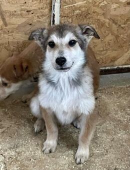 Unter keinem gutem Stern geboren! - Stuttgart