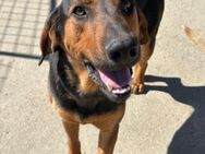 Levi 💗aktiv,verspielt+aufgeschlossen - Hamburg