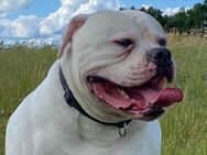 American Bulldogg Rüde 6 Jahre - Sankt Wendel