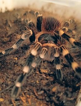 Acanthoscurria geniculata - Braunschweig