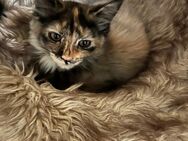Maine Coon Kitten - Henstedt-Ulzburg