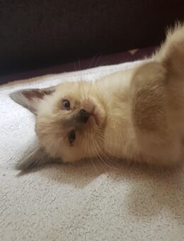 BKH Heilige Birma Mix Kitten - Wuppertal