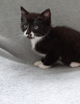 Junge Kater 16 Wochen alt. - Wipperfürth (Hansestadt)