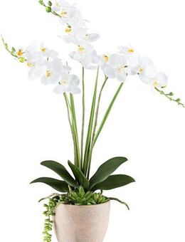 Kunstorchidee Orchidee Phalaenopsis, Creativ green, Höhe 55 cm, mit Sukkulenten und Graszweigen arrangiert