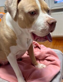 American Bully XL Hündin - Bad Hersfeld