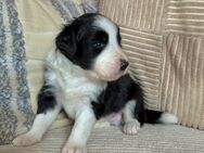 Border Collie Welpen