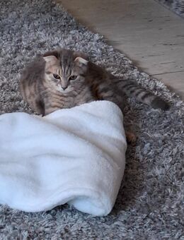 Lieber BKH Kater 4 Monate - München Pasing-Obermenzing