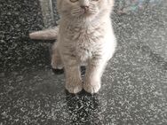 BKH-KITTEN . - Kamen