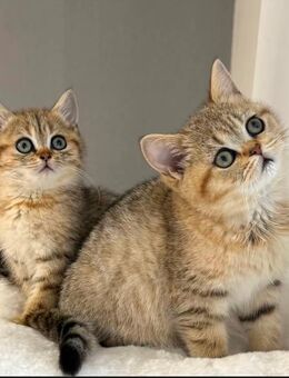 Wunderschöne BKH Kätzchen - Rüsselsheim Zentrum