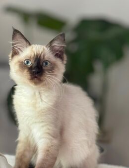Siam kitten - Aachen