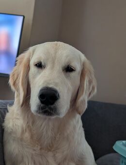 golden Retriever - Hamm