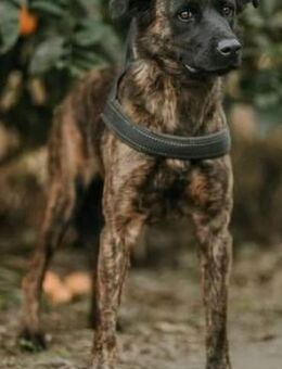 Lexi sucht ein schönes Zuhause - Grevenbroich