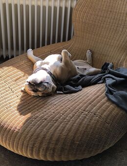 Englische Bulldogge 4j Hündin, Kinderlieb und katzenverträglich - Detmold