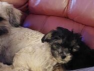 Süßer kleinbleibender Lhasa Apso - Bolonka Welpen - Wollin