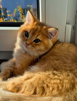 BKH Kitten Reinrassig mit Stammbaum - Wiesbaden Erbenheim