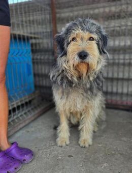 ROCKY - sozial, sanft, freundlich - Weilheim (Oberbayern)