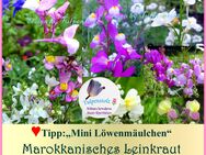 ♥ Marokkanisches Leinkraut Mix Mini Löwenmäulchen,Samen, Tulpenstolz Garten, Linaria maroccana,Schneckensicher,essbare Blüten - Hamburg