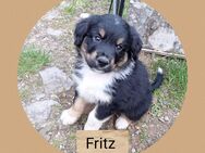 5 Aussidor (Australien Shepherd/Labrador)Welpen aus liebevoller Familienaufzucht - Moßbach