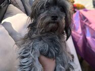 Hund Hundeweibchen Mischling - Frankfurt (Main)