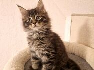 Maine Coon Kitten. - Nienburg (Weser)