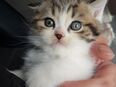 Weiße Katze mit einer britisch-grauen Mutter und einem weißen türkischen Vater, 3 Monate alt, bei bester Gesundheit in 66113