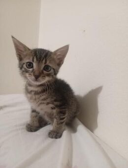 Frida aus dem Tierschutz - Grevenbroich