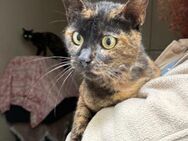Olga aus dem Tierschutz - Grevenbroich