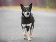 Hundesame Alpha❤️sucht ruhiges Zuhause - Rott (Inn)