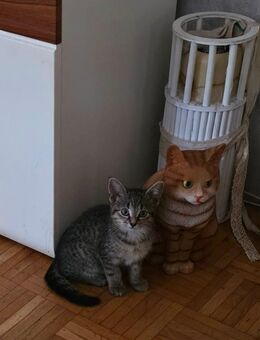 1 Kitten schwarz mit Weiß am Halz - Dortmund Huckarde