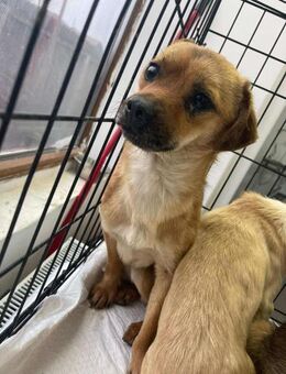 B731 lieber kleine Rüde - Neuberg