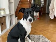 Hutch sucht aktive Familie - Ratekau