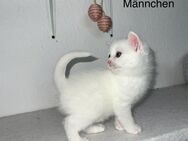 BKH Mai-Kitten - Hamburg Harburg