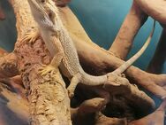 Zwei Bartagame ca 9 Monate alt - Oberhausen