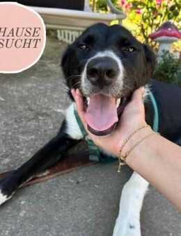Schmusebacke LANA sucht ihre Familie ❤️ - Saarbrücken
