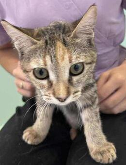 Pookie aus dem Tierschutz - Grevenbroich