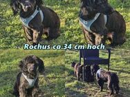 Rochus ist charmant und gelehrig - Schafflund