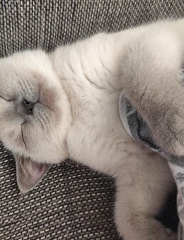 BKH Katze 7 Monate sucht liebes Zuhause - Gevelsberg