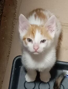 Katze Katzenbaby Babykatze - Flieden