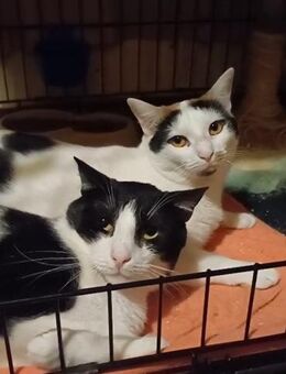 💖Dreamteam Cosette & Panda 💖 - Eislingen (Fils)