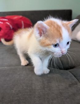 Baby katzen - Mannheim