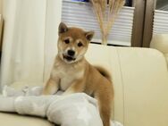 Shiba Inu Welpen Rüde reinrassig - Waldbröl