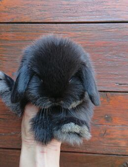 Mini Lop Minilop Zwerg Widder Kaninchen Zwergwidder hase - Neuenrade