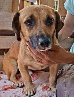 Janco - sozial & verspielt - Koblenz