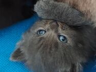 Wunderschöne kitten suchen neue zuhause - Münster